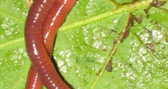 发酵蚯蚓粉-肉鸡使用方法和功效！