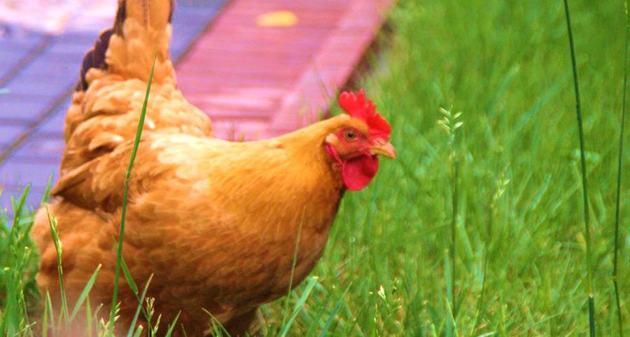 美超能Z505-蛋禽（产蛋）专用型